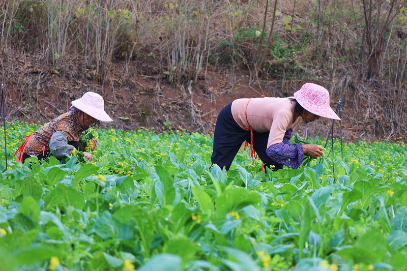 村民采收蔬菜2_副本.jpg