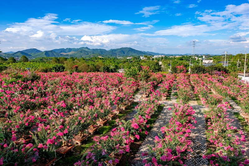 花开全景图.jpg