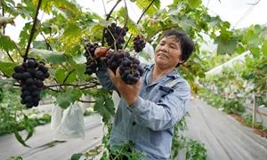 眉山村：“葡萄”铺开乡村振兴路